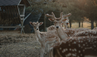 Tierpark - Camping Bockenauer Schweiz - Vodatent - Bockenau, Rheinland Pfalz, Deutschland