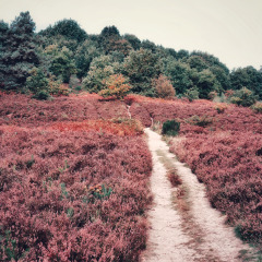 Kleurrijk landschap, Nationaal Park Hoge Kempen, België
