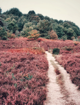 Kleurrijk landschap, Nationaal Park Hoge Kempen, België