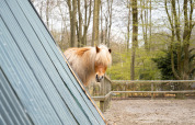 Cheval - La Perle - Zeewolde, Flevoland, Pays-Bas
