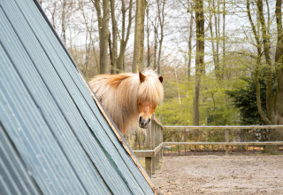 Cheval - La Perle - Zeewolde, Flevoland, Pays-Bas