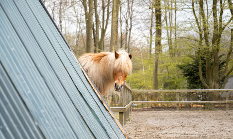 Cheval - La Perle - Zeewolde, Flevoland, Pays-Bas