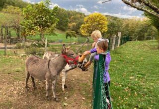 Zoo di animali - Campeggio Fargogne - Vodatent - Puygaillard-de-Quercy, Tarn e Garonne, Francia