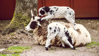 Petting zoo - Vodatent - Camping Emmen - Schoonebeek - Drenthe - Netherlands