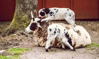 Zoo de mascotas - Vodatent - Camping Emmen - Schoonebeek - Drenthe - Países Bajos