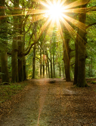 Kaapse Bossen en Doorn, Utrechtse Heuvelrug, Utrecht, Países Bajos