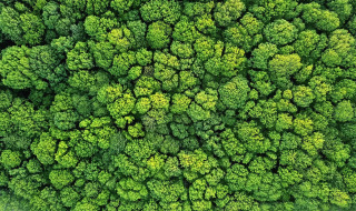Vista aérea de un frondoso bosque verde cerca de Hengelo, Gelderland, Países Bajos, con copas densamente agrupadas.