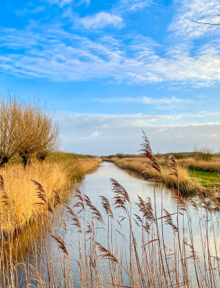 Paisaje tranquilo con árboles y juncos junto a un canal bajo cielo azul, cerca de un parque de glamping.