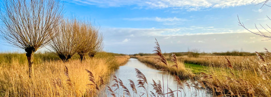 Ruhige Landschaft mit Bäumen und Schilf an einem Kanal unter blauem Himmel, nahe einem Glampingpark.