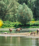 Caballos salvajes pastan junto a un lago en un parque vacacional rodeado de naturaleza y glamping.