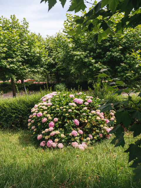 Have med grønne træer og buske, samt en blomstrende hortensia i lys rosa, Wecamp San Sebastián, Baskerlandet.