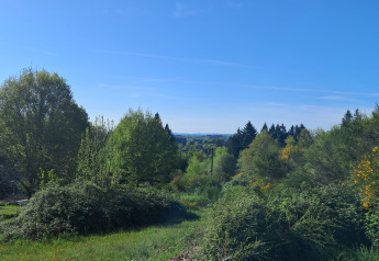 Hermosa vista de árboles y arbustos verdes bajo un cielo azul claro, tomada desde una cabaña rural.