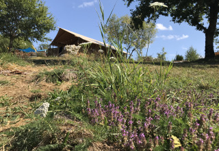 Luxury and spacious Eco-lodge safari tent at Campsite Junora in France, nestled in greenery and wildflowers.