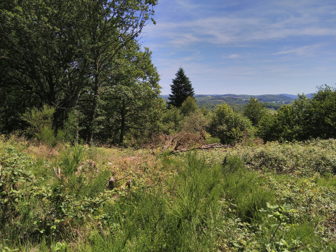 Vue sur la verdure et les collines depuis la tente Bell XL family du camping Junora, France, en été.
