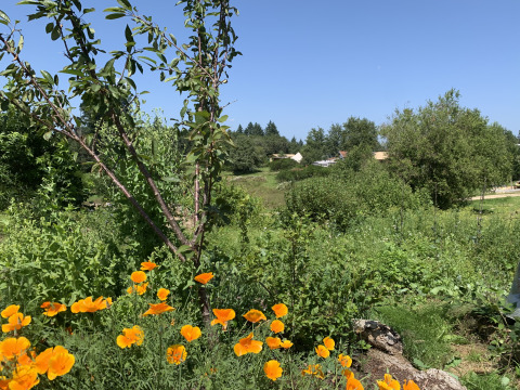 Vista su prati verdi, fiori selvatici e tende glamping sullo sfondo sotto un cielo azzurro limpido.