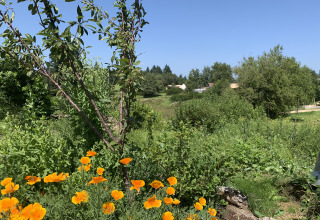 Vista su prati verdi, fiori selvatici e tende glamping sullo sfondo sotto un cielo azzurro limpido.