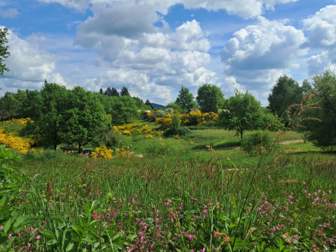 Smuk udsigt over grønne marker med vilde blomster og træer under en blå himmel ved Junora-lejren i Frankrig.