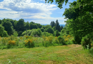 Vista sulla vegetazione rigogliosa e sugli alberi dal lodge Avignon al campeggio Junora in Francia in una giornata soleggiata.