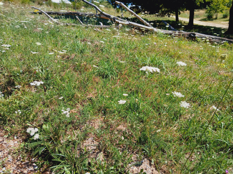 A sunny meadow with wildflowers and fallen branches at Bell tent “6M” at Campsite Junora, France.