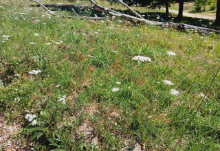 A sunny meadow with wildflowers and fallen branches at Bell tent “6M” at Campsite Junora, France.