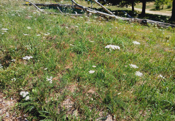Eine sonnige Wiese mit Wildblumen und umgestürzten Ästen bei Bell tent «6M» auf Campsite Junora, Frankreich.