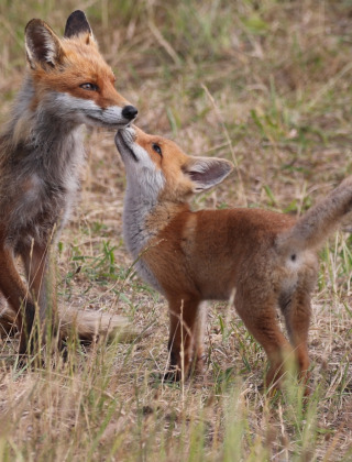 Füchse - Vodatent - Camping de Heerlijkheid Vorenseinde - Rucphen - Noord-Brabant - Niederlande