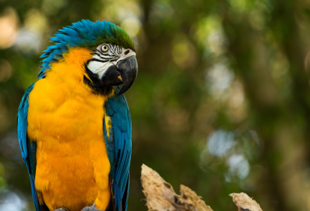 Zoo - Vodatent - Camping Emmen - Schoonebeek - Drenthe - Países Bajos