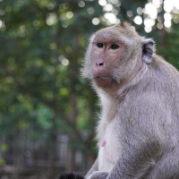 Zoo - Vodatent - Camping Emmen - Schoonebeek - Drenthe - Países Bajos