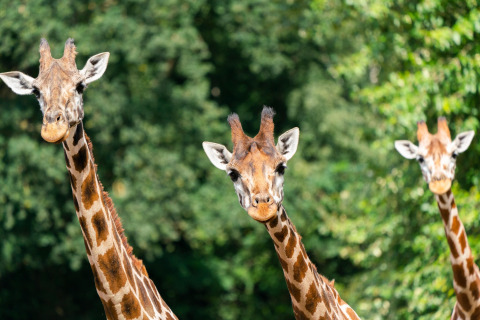 Three curious giraffes look toward the camera on a safari tent trip, with a lush green background.