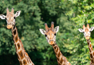 Three curious giraffes look toward the camera on a safari tent trip, with a lush green background.