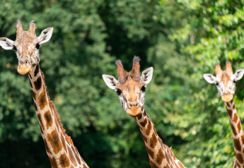 Tres jirafas curiosas miran hacia la cámara con un fondo verde durante una excursión en tienda safari.