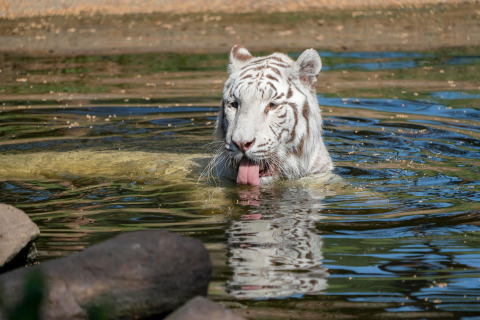 A white tiger standing in the water with its tongue out, photographed at a safari tent environment.