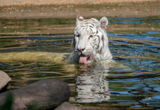 A white tiger standing in the water with its tongue out, photographed at a safari tent environment.