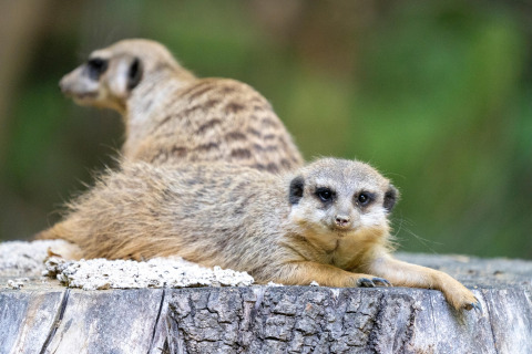 Two meerkats lounging on a tree stump with a blurred green background, photo taken at a safari tent.