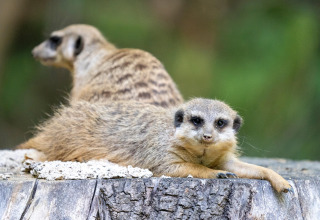 Two meerkats lounging on a tree stump with a blurred green background, photo taken at a safari tent.