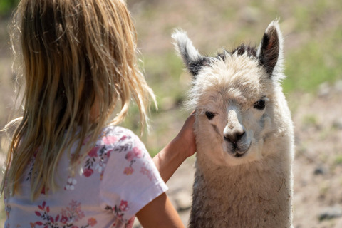 A blonde child pets a young alpaca outdoors at the Tongasoa-Lodges 2 Persons safari tent in Germany.