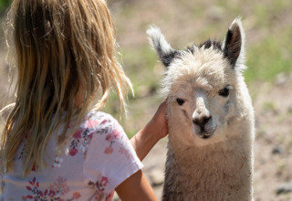 A blonde child pets a young alpaca outdoors at the Tongasoa-Lodges 2 Persons safari tent in Germany.