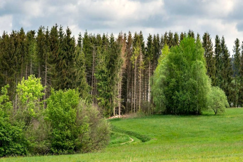 Paysage verdoyant avec arbres et prairie sous un ciel nuageux près du Tiny House en Allemagne.