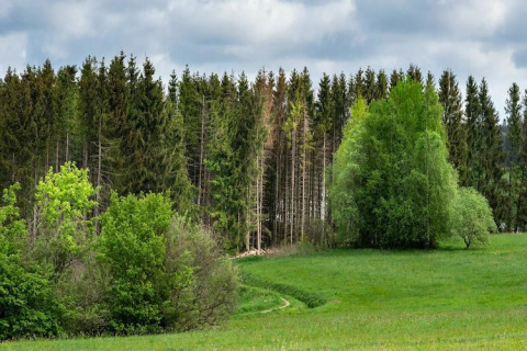 Paisaje verde con árboles y pradera bajo cielo nublado cerca de Tiny House en Alemania.