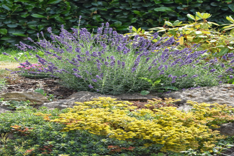 Rotstuin met paarse lavendel en groene struiken bij vakantiehuis 'Magma 2 Persons' in Duitsland.