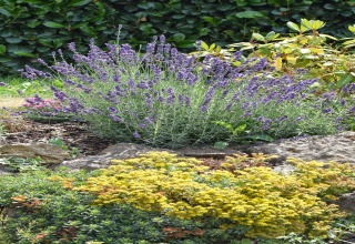 Giardino roccioso con lavanda viola e arbusti verdi presso la casa vacanze 'Magma 2 Persons' in Germania.