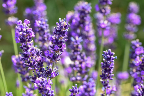 Close-up van bloeiende lavendel bij het vakantiehuis Magma 2 Persons in Duitsland.