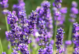 Nærbillede af blomstrende lavendel i lilla nuancer ved feriehytten Magma 2 Persons i Tyskland.