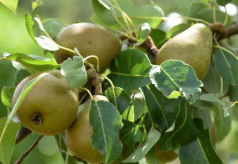 Pears growing on a tree with green leaves, photographed at Holiday home «Magma 2 Persons» in Germany.