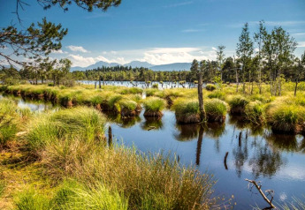 Scenic wetland with grass and water near the Almhütte chalet in Germany under a bright blue sky.