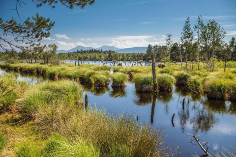 Natuurlijke moerasomgeving met gras en water aan chalet Almhütte in Duitsland onder blauwe lucht.