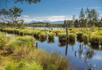 Scenic wetland with grass and water near the Almhütte chalet in Germany under a bright blue sky.