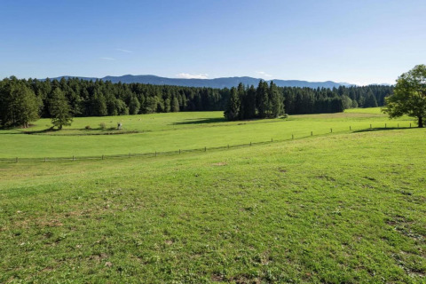 Expansive green meadow and forest at Steingaden chalet in Germany, with distant hills and blue sky above.