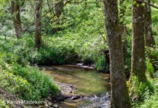 Photo of a peaceful stream with lush green trees at Holiday park «Jägerwiesen 1» in Germany.