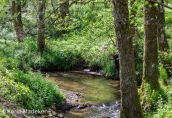 Photo of a peaceful stream with lush green trees at Holiday park «Jägerwiesen 1» in Germany.